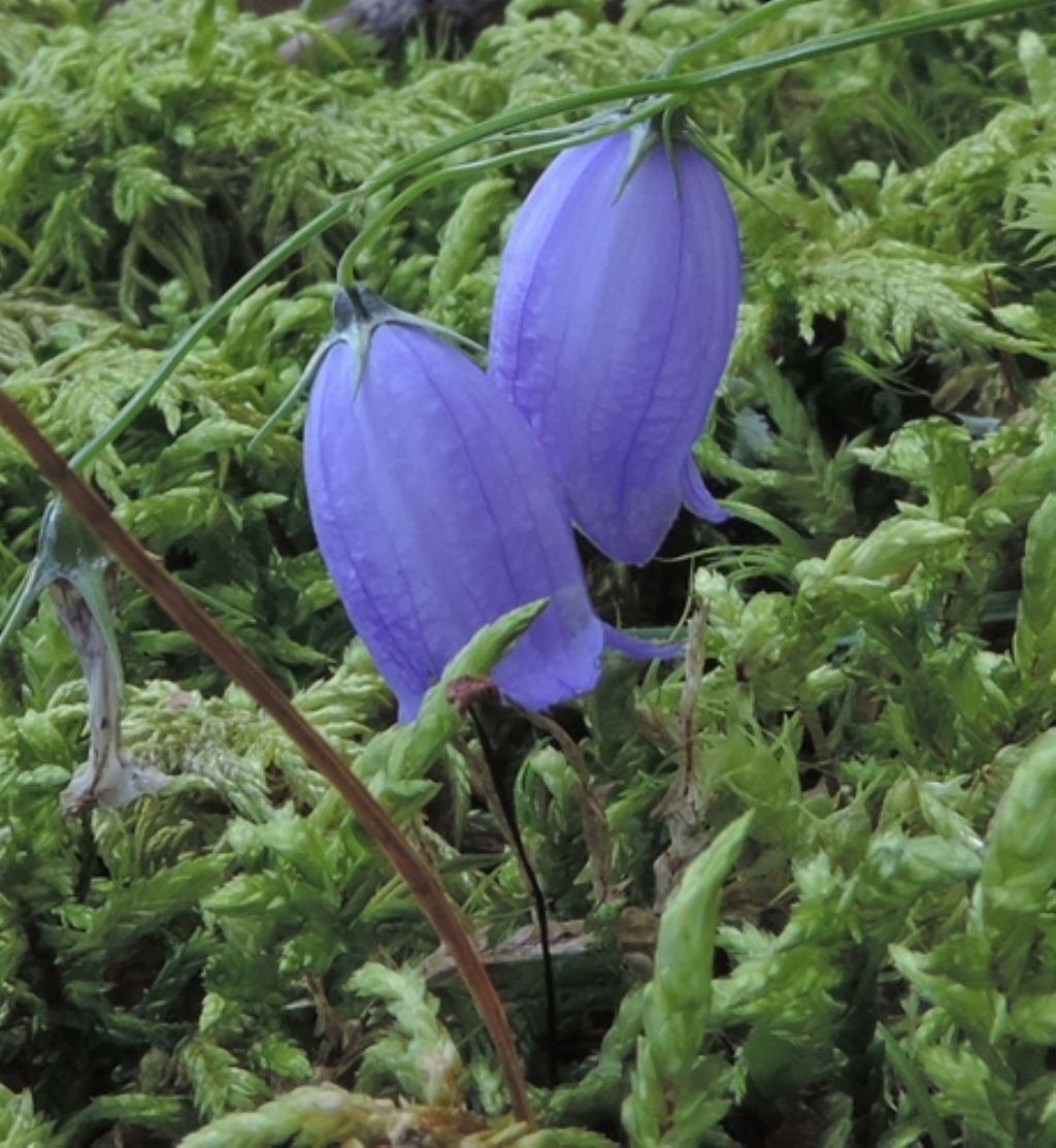 Piccola campanula:  Campanula cfr.  cespitosa